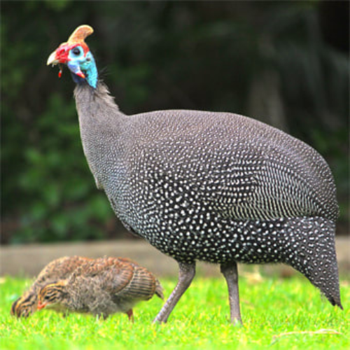 French Guinea logo