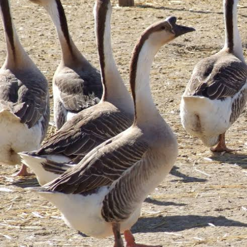 Chinese Geese