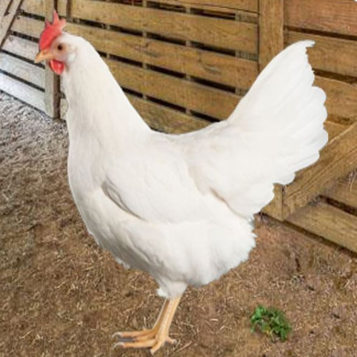 White Leghorn