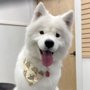 A smiling white husky