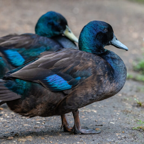 Cayuga Ducks