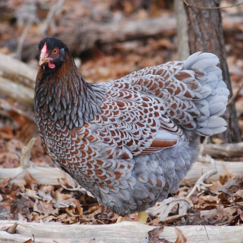 Blue Laced Red Wyandotte