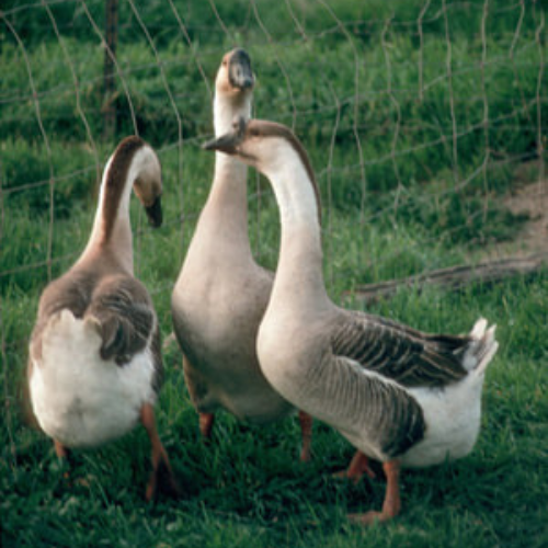 African Geese