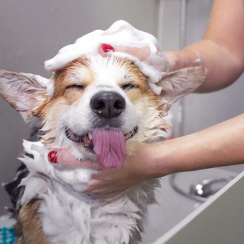 Corgi getting a bath