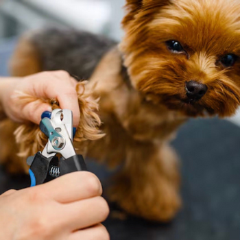 A dog getting it's nails trimmed