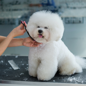 A dog getting a scissor trim