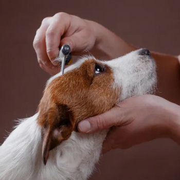 A dog getting combed