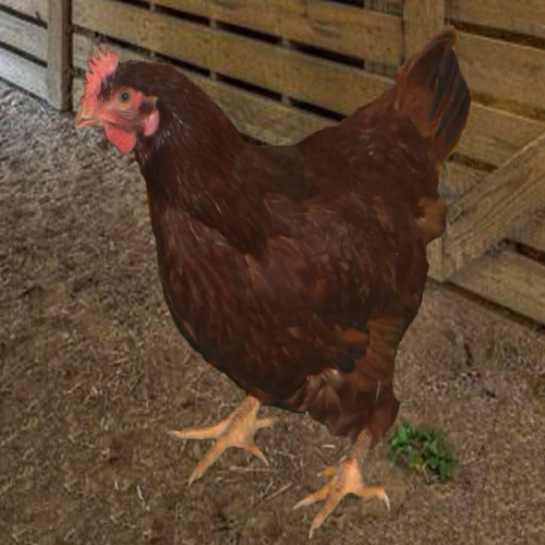 Rhode Island Red