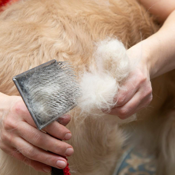 A dog brush full of hair