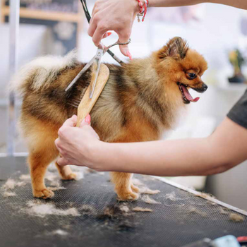 A dog getting a scissor trim