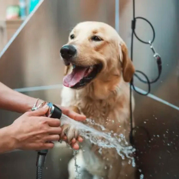 A golden retriever getting a bubble bath