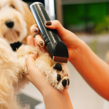 A dog getting it's under paw shaved