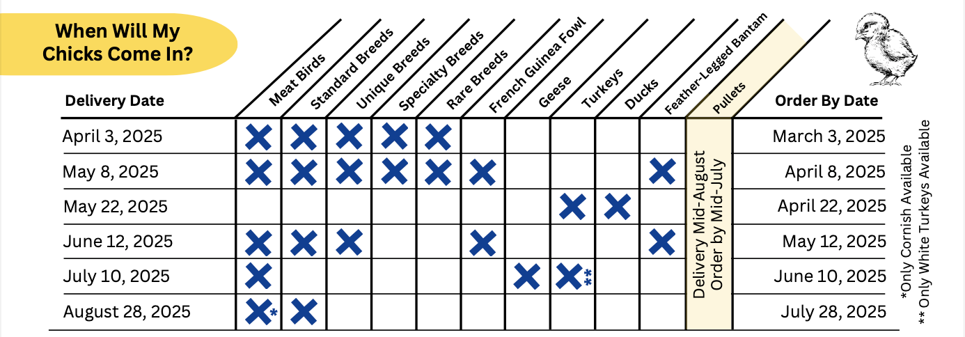 A table displaying chick delivery dates for various poultry breeds in 2025. The table includes delivery dates from April 3 to August 28, with corresponding order-by dates. Different poultry categories, such as Meat Birds, Standard Breeds, Unique Breeds, Specialty Breeds, Rare Breeds, French Guinea Fowl, Geese, Turkeys, Ducks, Feather-Legged Bantam, and Pullets, are marked with 'X' to indicate availability for each delivery date. A note states that only Cornish meat birds are available in August.