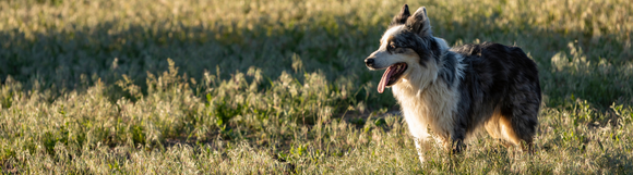 Cattle dog standing in a field