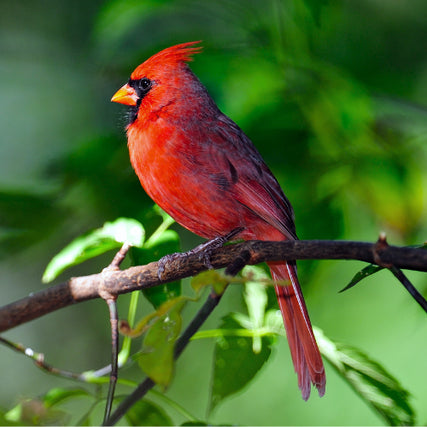 Wild Bird Feed & SuppliesCardinal sitting on a branch on a clear day