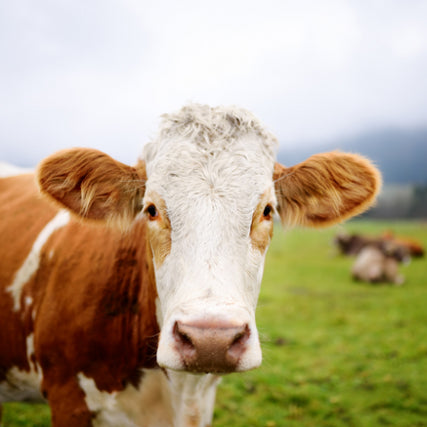 Farm Animal Feed & SuppliesDairy cow in a field