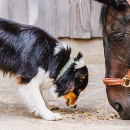 Pet Food & SuppliesDog and horse eating grains off of the ground