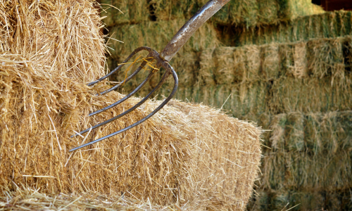 Pitchfork in hay