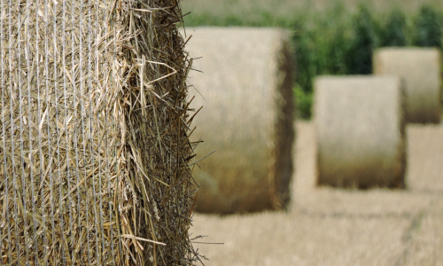 Round bales of hay