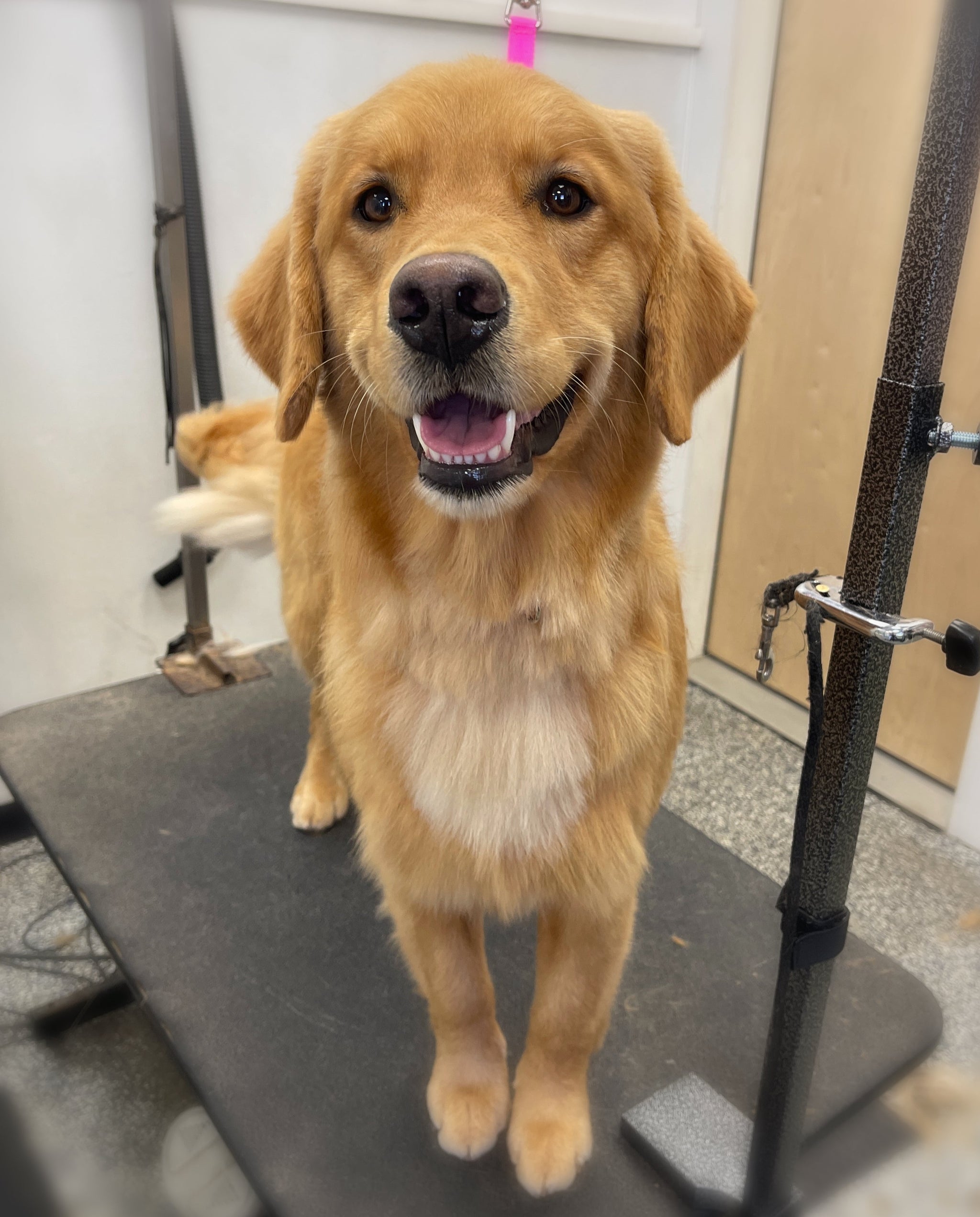 Clean Paws Grooming West Lebanon, NH West Lebanon Feed Supply