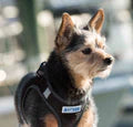 Bay Dog Liberty Bay Dog Harness