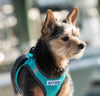 Bay Dog Liberty Bay Dog Harness