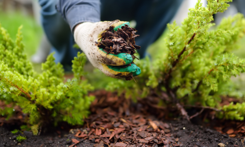 Gardener with a hand full of brown mulch