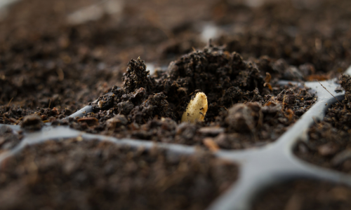 Seed in a seed starter container