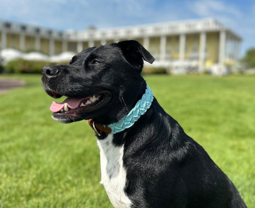 Bay Dog Seaside Collar