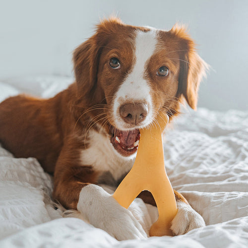 Benebone Chicken Wishbone