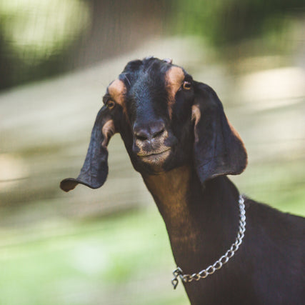 Sheep & Goatbalck & tan goat wearing collar