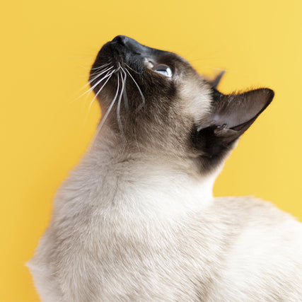 All Cat