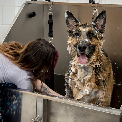 Dog GroomingDog being washed in a metal bath with a person attending to it, in a tiled room.