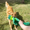 KONG Knots Frog Assorted Dog Toy