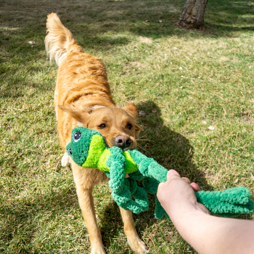 KONG Knots Frog Assorted Dog Toy