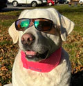 Bay Dog Arctic Bay Cooling Dog Collar