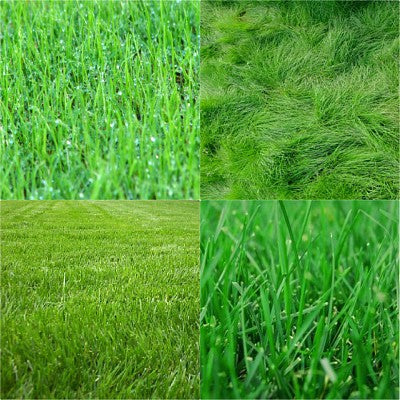 Vermont Conservation Grass Seed Mix