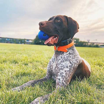Petmate Chuckit! Super Crunch Ball