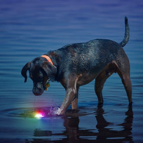 Nite Ize GlowStreak® LED Ball - Disc-O Dog Toy