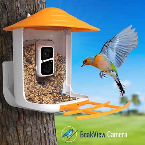 BeakView Bird Feeder Camera
