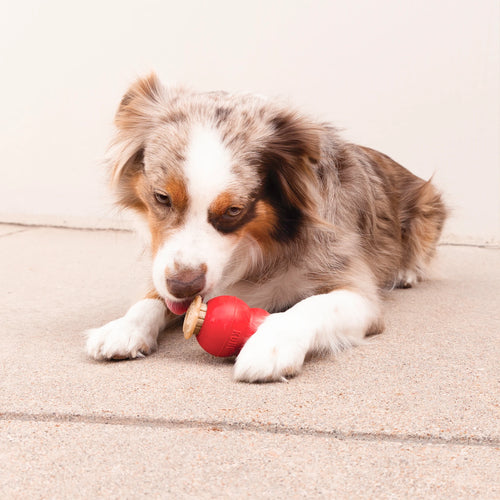 KONG Corkz Dog Treat