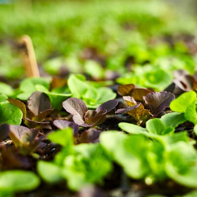 Vermont Compost Perennial Blend Large Container & Raised Bed Mix