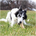 Tuesday's Natural Dog 6 Beef Trachea (Bulk - Shrinkwrapped)