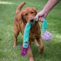 KONG Woozles Tug 'n Chase Dog Toy