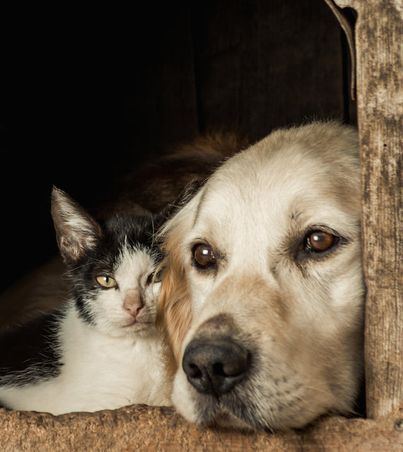 A dog and cat laying together